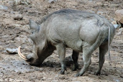 Warthog (DSC_7847)