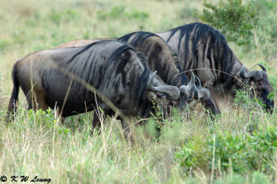 Wildebeests