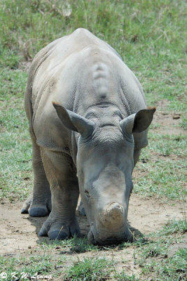 Rhino (DSC_8091)