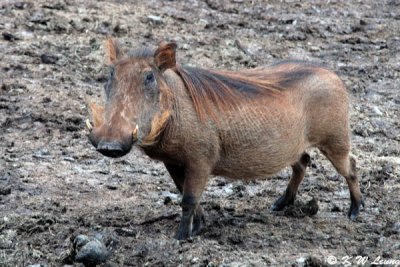 Warthog (DSC_7900)