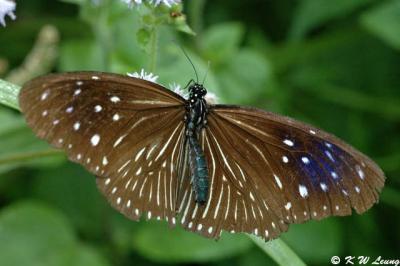 Euploea mulcibe