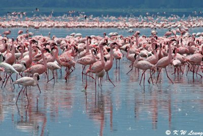 Flamingos (DSC_7982)