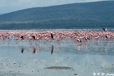 Lake Nakuru 03