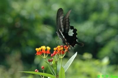 Papilio helenus DSC_9627