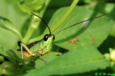 Grasshopper DSC_9715