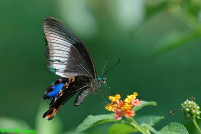 Papilio paris DSC_0065