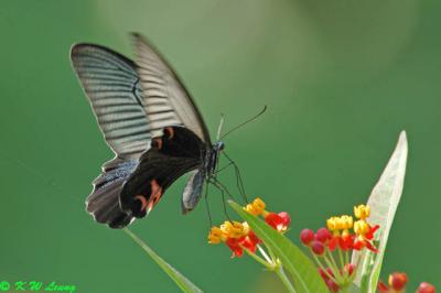 Papilio protenor DSC_6786