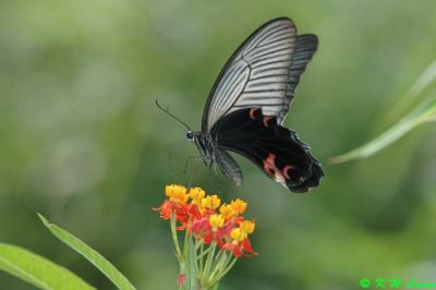 Papilio protenor DSC_6796