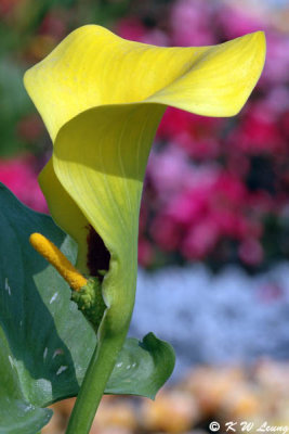 Calla Lily DSC_2321