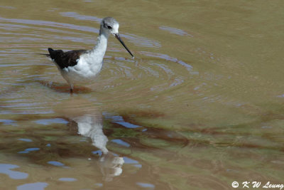 Black-winged Stilt 03