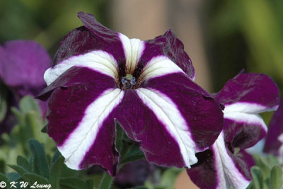 Garden petunia DSC_2329