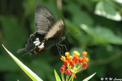 Papilio polytes DSC_9083