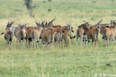 Eland (DSC_8467)