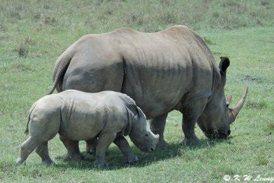 Rhino (DSC_8098)
