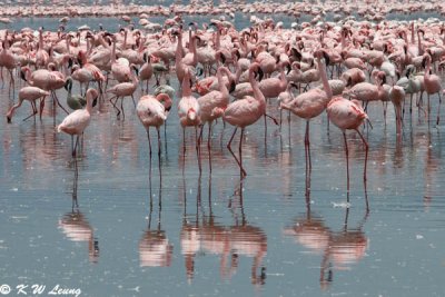 Flamingos (DSC_8027)