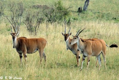 Eland (DSC_8465)