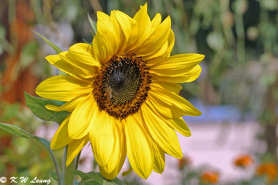 Sunflower DSC_2333