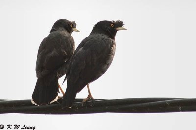 Crested Myna DSC_3766