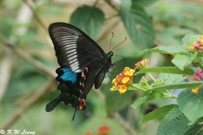 Papilio paris DSC_4028