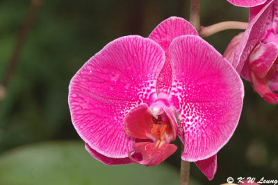 Orchid 52