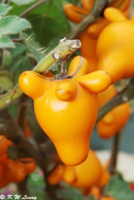 Solanum Mammosum