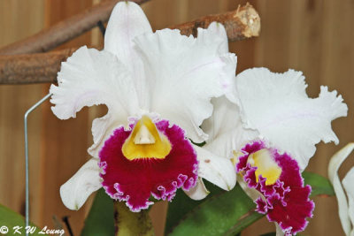 Orchid 54
