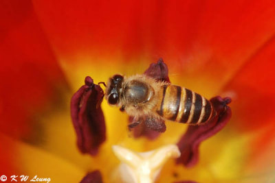 Honeybee inside tulip DSC_4631