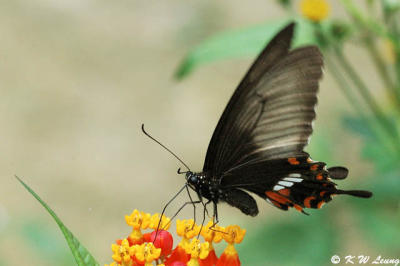 Papilio polytes DSC_4712