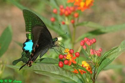 Papilio paris DSC_4764