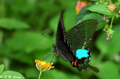 Papilio paris DSC_3411