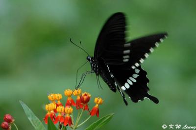 Papilio polytes DSC_7512