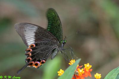 Papilio paris DSC_5152