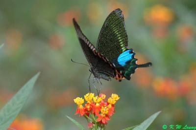 Papilio paris DSC_5154