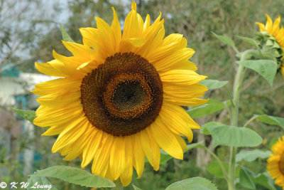 Sunflower DSC_4946