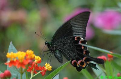 Papilio paris DSC_5142