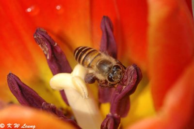 Honeybee inside tulip DSC_4628