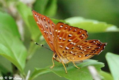 Zemerous flegyas DSC_5863