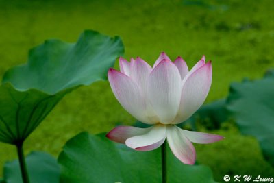 Lotus DSC_0560