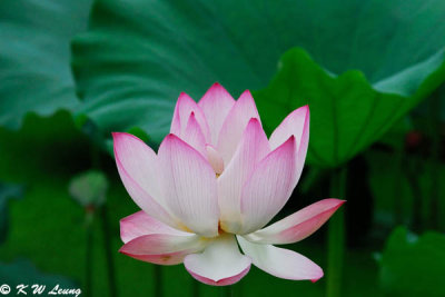 Lotus DSC_0579