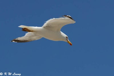 Gulls (海鷗)