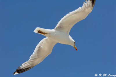 Gull (DSC_1591)