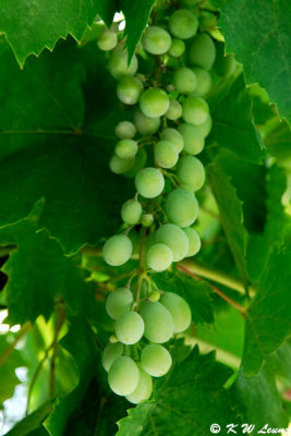 Grapes DSC_1312