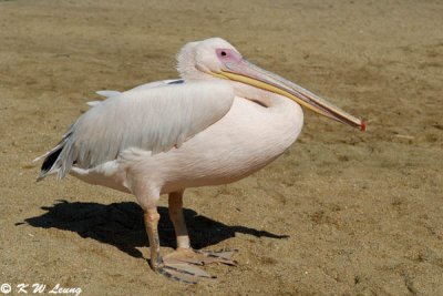 Pelican (DSC_1526)