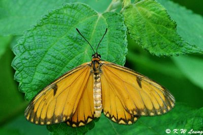 Acraea issoria DSC_8495