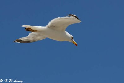 Gull (DSC_1555)