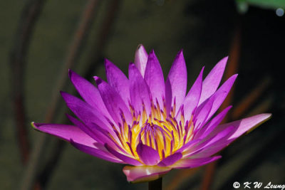 Water Lily DSC_2357