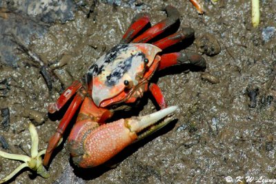 Fiddler crab DSC_2450