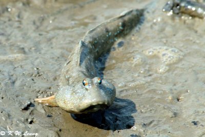 Mudskipper 01