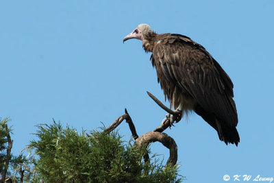 White-headed Vulture 07