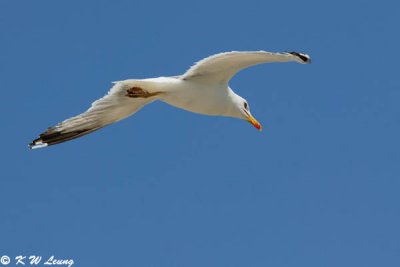 Gull (DSC_1597)